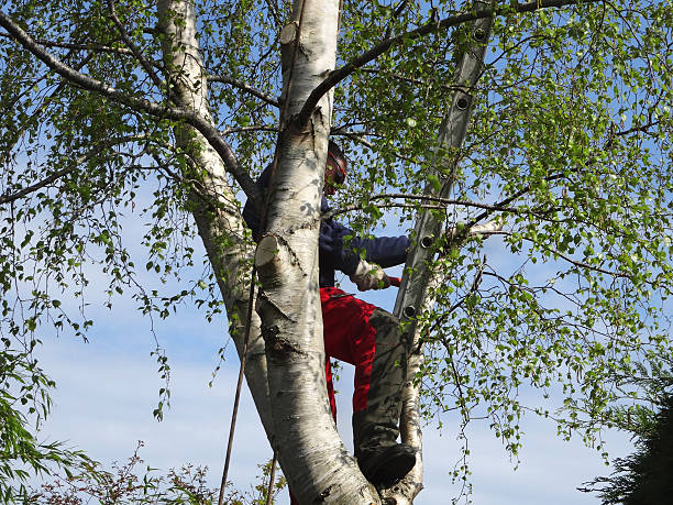 How Our Tree Care Process Works  in  Greenville, GA