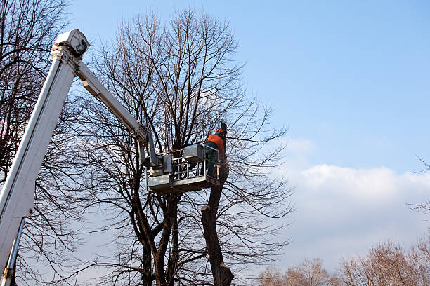 Trusted Greenville, GA Tree Removal Services Experts