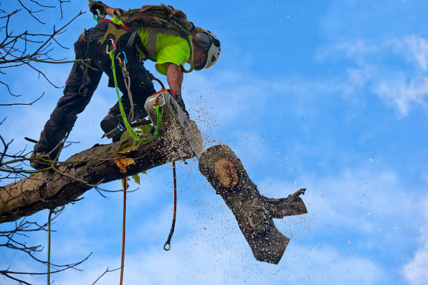 Best Emergency Tree Removal  in Greenville, GA